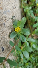 Portulaca oleracea