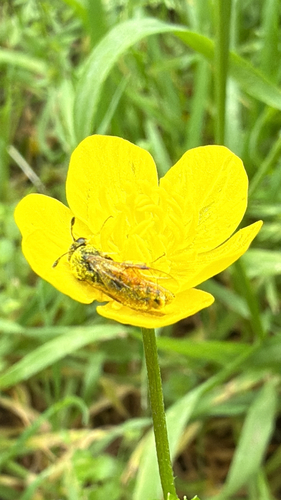 Corynis crassicornis
