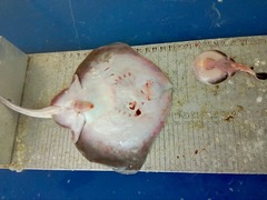 Apron Numbfish photo 5