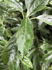 Tracheophyta