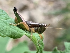 Phaedrotettix