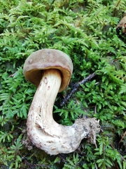 Xerocomus ferrugineus