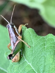 Phaedrotettix