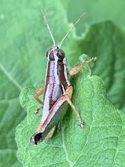 Phaedrotettix