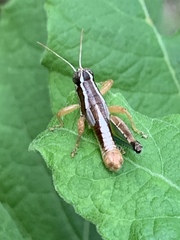 Phaedrotettix