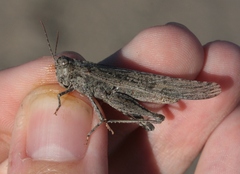 Trimerotropis species-a