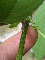 Oncometopia hamiltoni