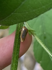 Oncometopia hamiltoni