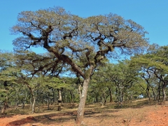 Brachystegia spiciformis