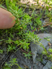 Polygonum polygaloides kelloggii
