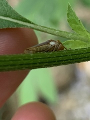 Oncometopia hamiltoni