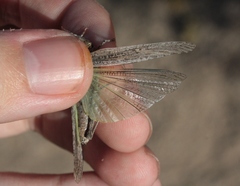 Trimerotropis species-a