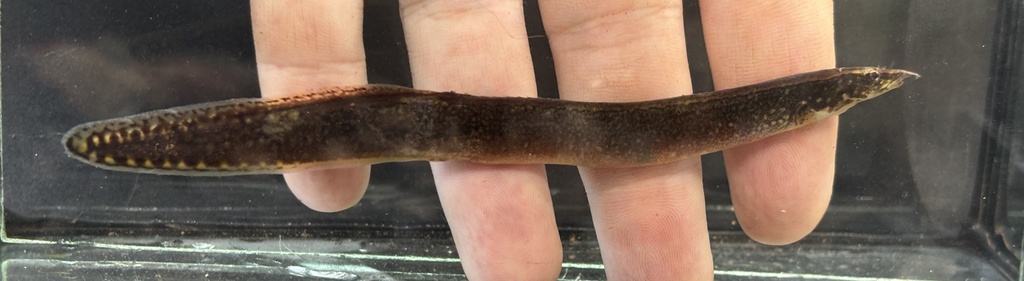 Taia spiny eel (Mastacembelus taiaensis) — Mastacembelidae