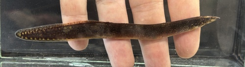 Taia spiny eel (Mastacembelus taiaensis) — Mastacembelidae