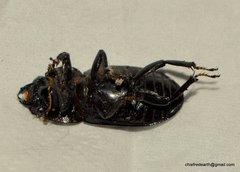 Dorcus