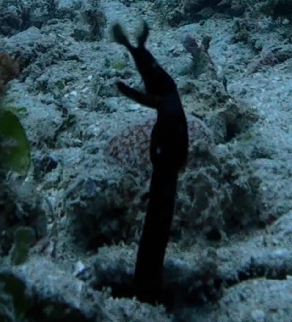 Ribbon Eel (Rhinomuraena quaesita) — recorded at Setangi Rock