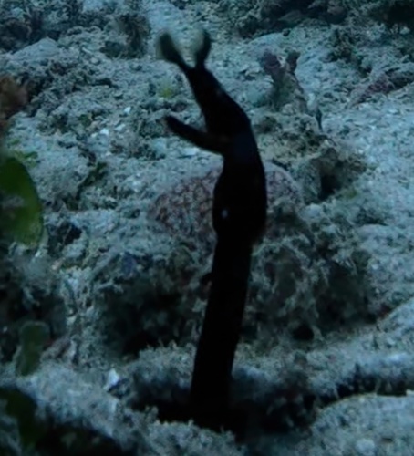 Ribbon Eel (Rhinomuraena quaesita)