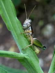 Phaedrotettix