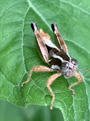 Phaedrotettix