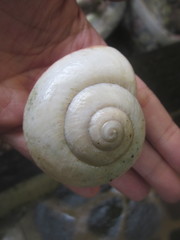Ryssota otaheitana ovum