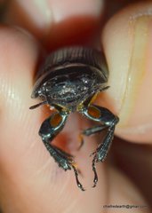 Dorcus