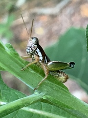 Phaedrotettix