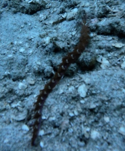 Blue Dragon (Pteraeolidia semperi)