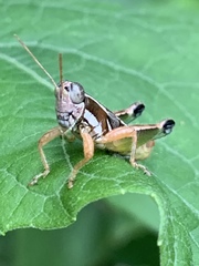 Phaedrotettix