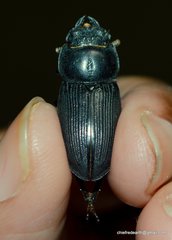 Dorcus