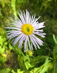 Erigeron formosissimus