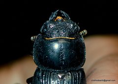 Dorcus