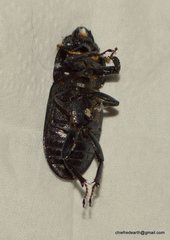 Dorcus