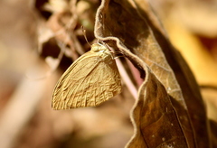 Eurema laeta