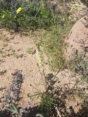 Hebenstretia parviflora