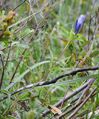 Gentiana linearis