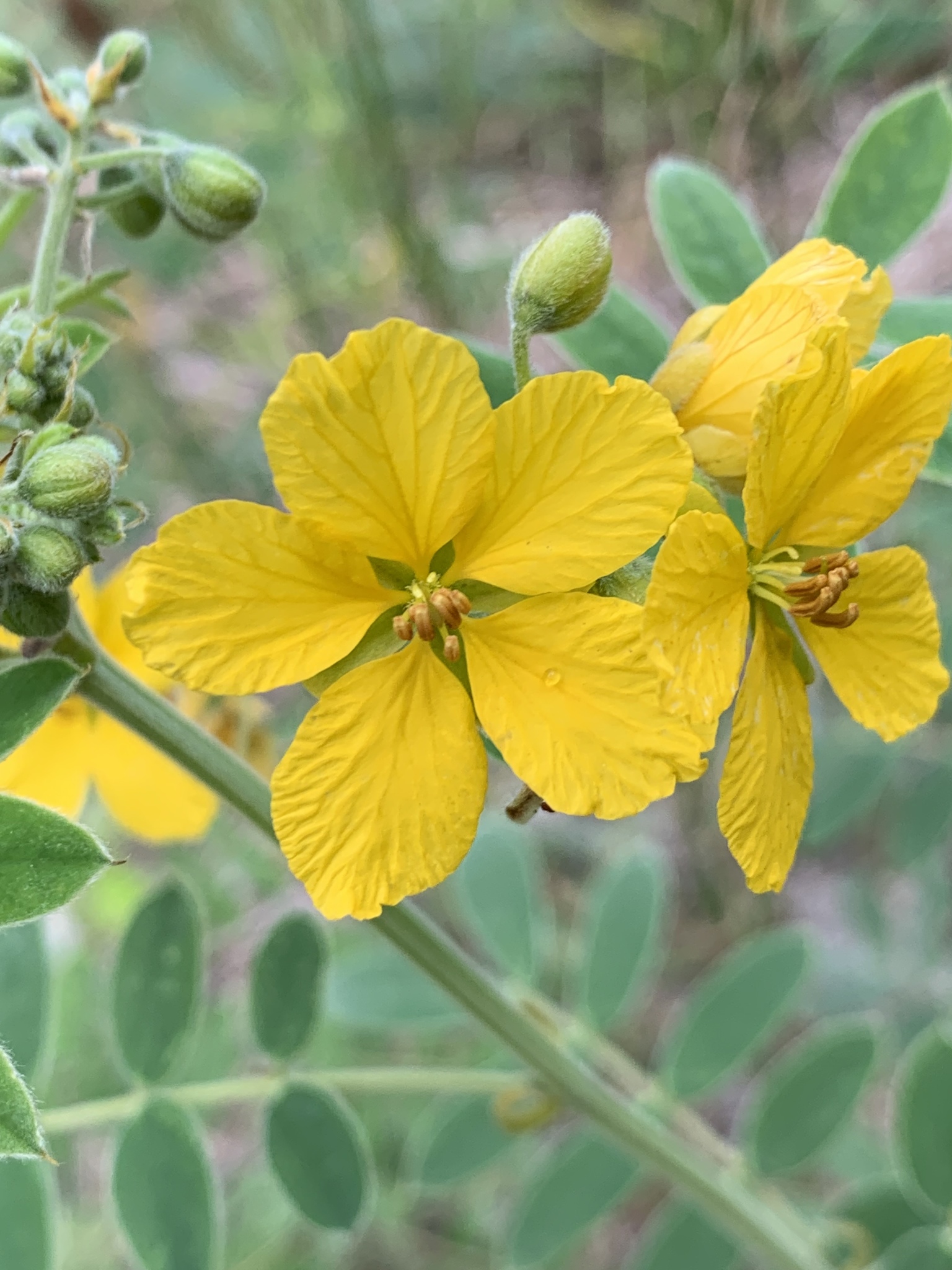 Senna lindheimeriana