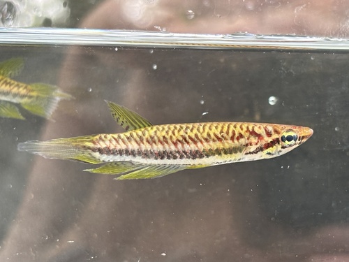 Banded panchax (Epiplatys bifasciatus) — Nothobranchiidae — 5