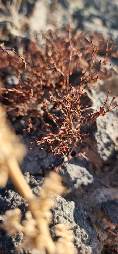 Eriogonum divaricatum, 2025-04-14