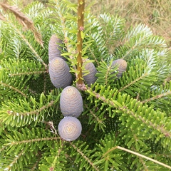 Abies koreana