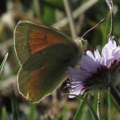Colias meadii