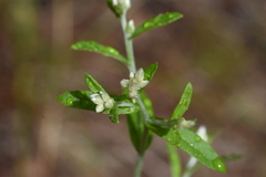 Pseudognaphalium macounii