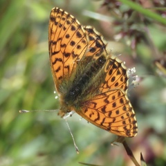 Boloria alaskensis