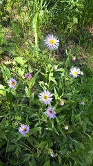 Erigeron formosissimus