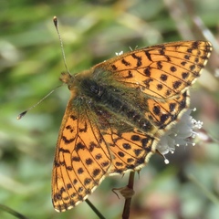 Boloria alaskensis