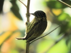 Picumnus olivaceus