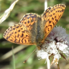 Boloria alaskensis