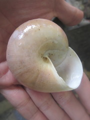 Ryssota otaheitana ovum