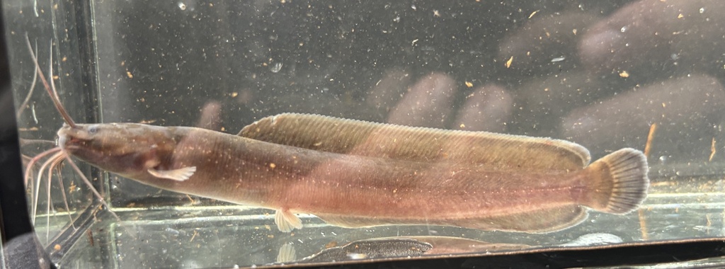 Catfish (Clarias laeviceps) — Clariidae