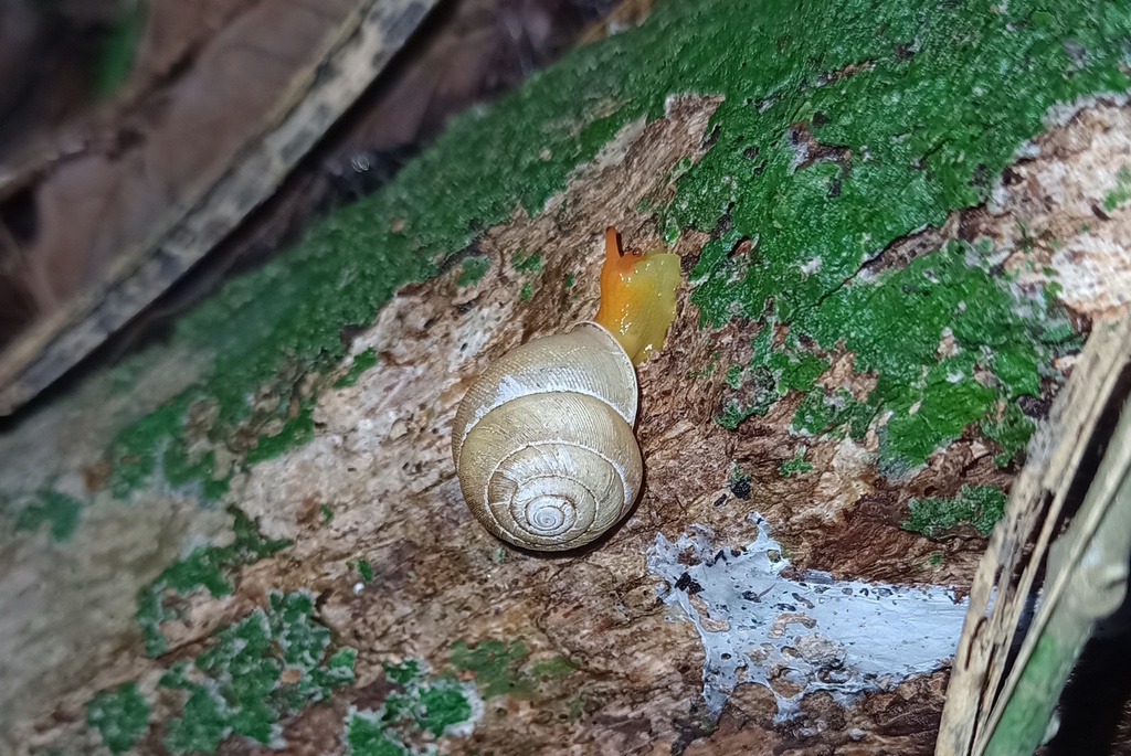 Streptaxis saopaulensis