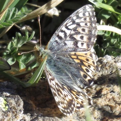 Boloria alaskensis halli